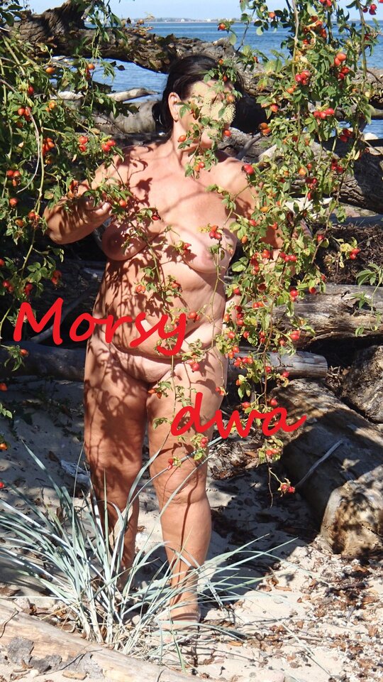 Morsy i róża. - Morsy_dwa