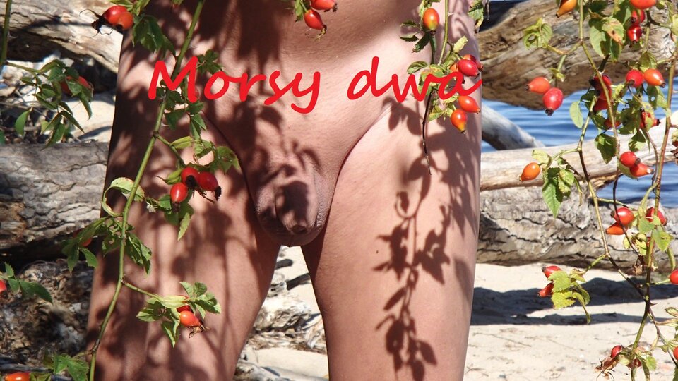 Morsy i róża. - Morsy_dwa