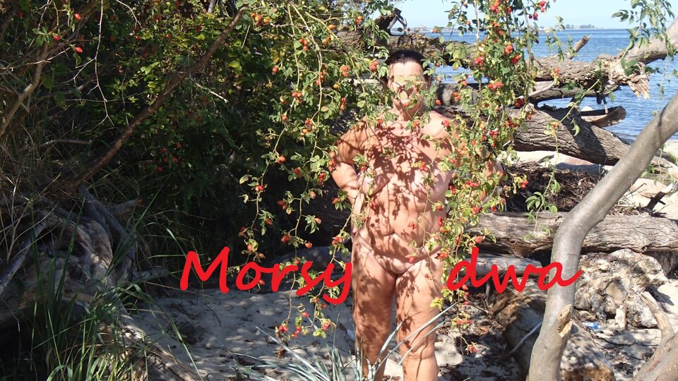 Morsy i róża. - Morsy_dwa