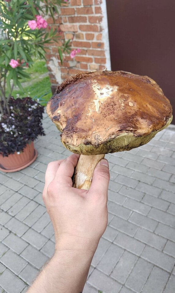 received_2410233049285748.jpeg - CzornyDuzy