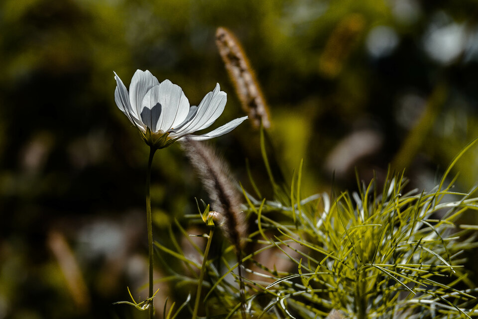 Kwiatki z wolnego wybiegu 2 - mystic