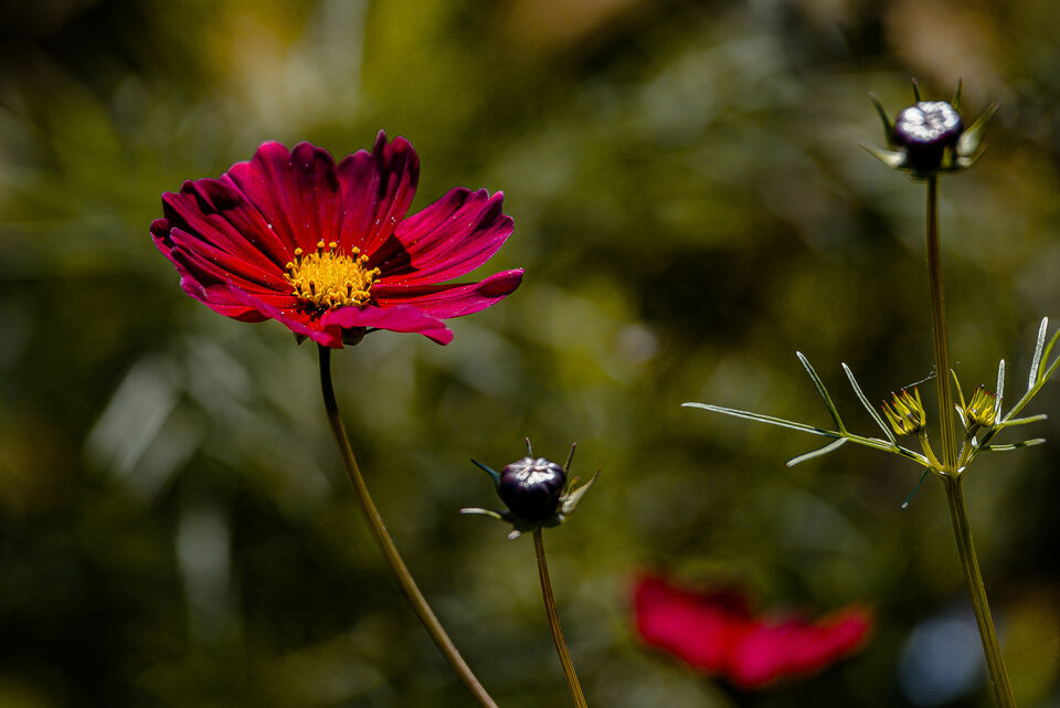 Kwiatki z wolnego wybiegu 4 - mystic