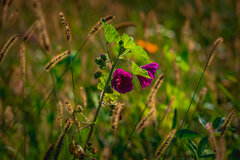 Kwiatki z wolnego wybiegu 3