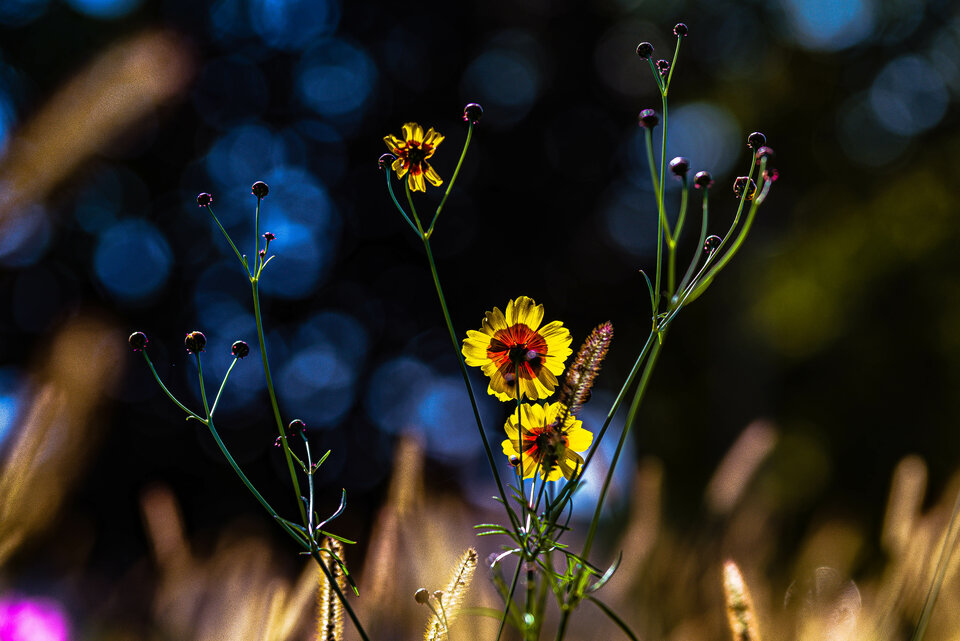 Kwiatki z wolnego wybiegu 5 - mystic