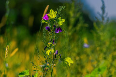 Kwiatki z wolnego wybiegu 1