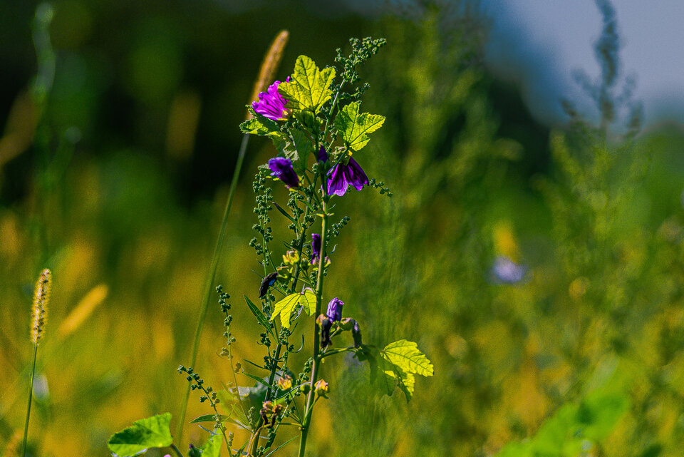 Kwiatki z wolnego wybiegu 1 - mystic