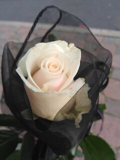 IMG_20200905_092742.jpg
