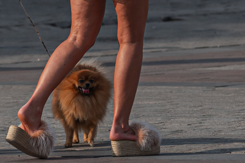 Trzy futrzaki - mystic