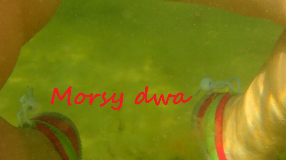 Podwodny plener. - Morsy_dwa