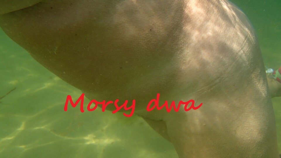 Podwodny plener. - Morsy_dwa