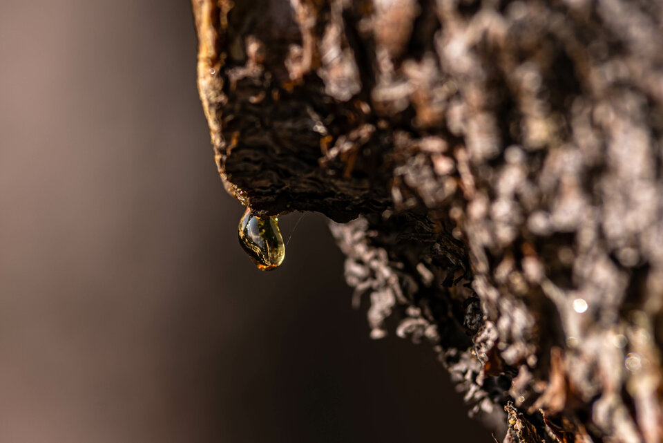 Łza po straconej gałęzi... - mystic