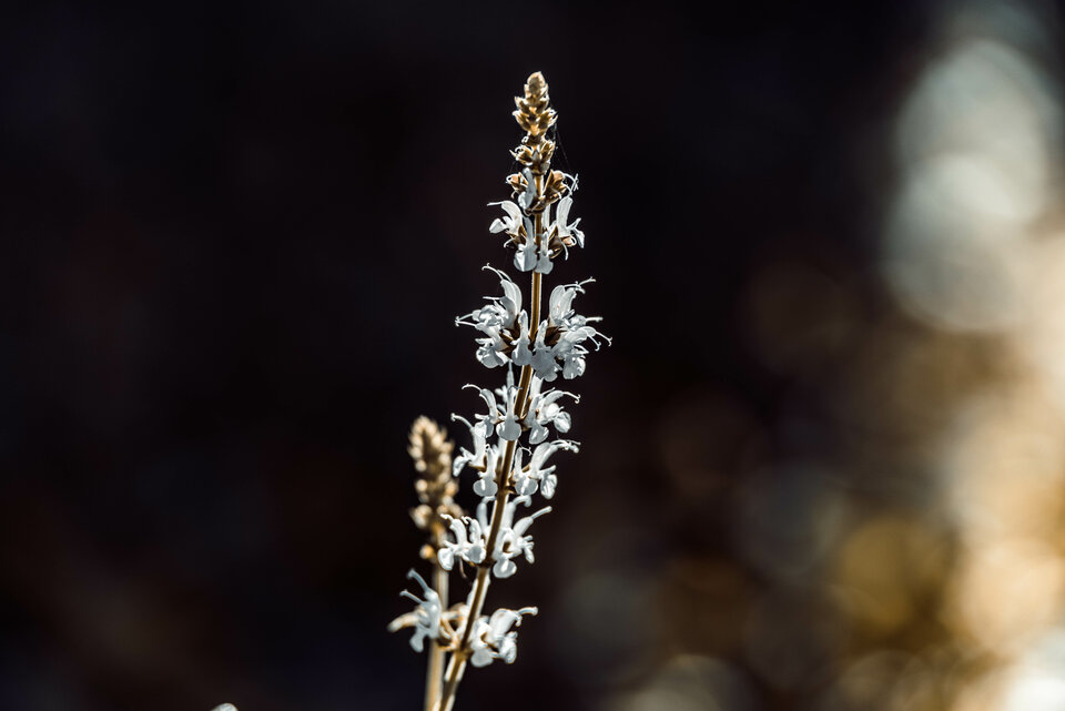 Jesiennie 3 - mystic