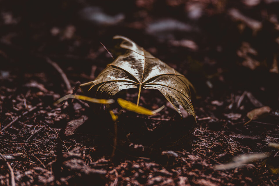 Jesiennie 8 - mystic