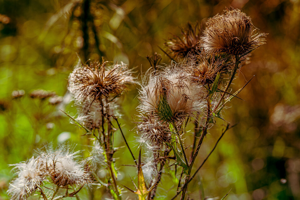 Jesiennie 4 - mystic