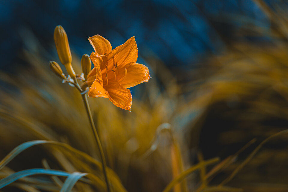 Jesiennie 9 - mystic