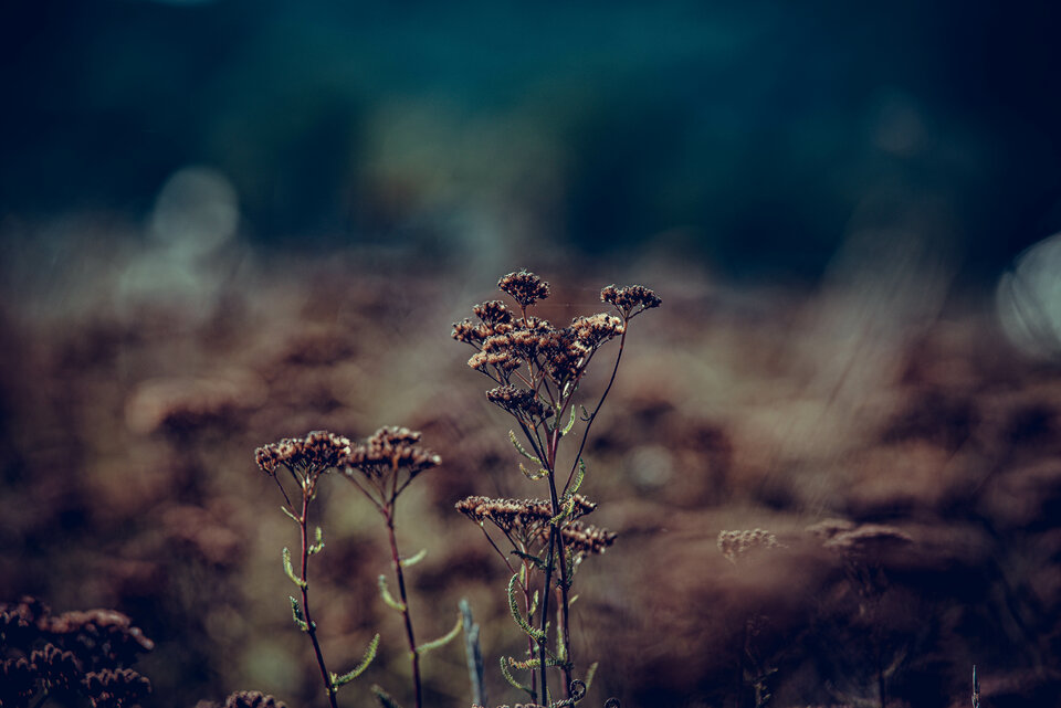 Jesiennie 6 - mystic