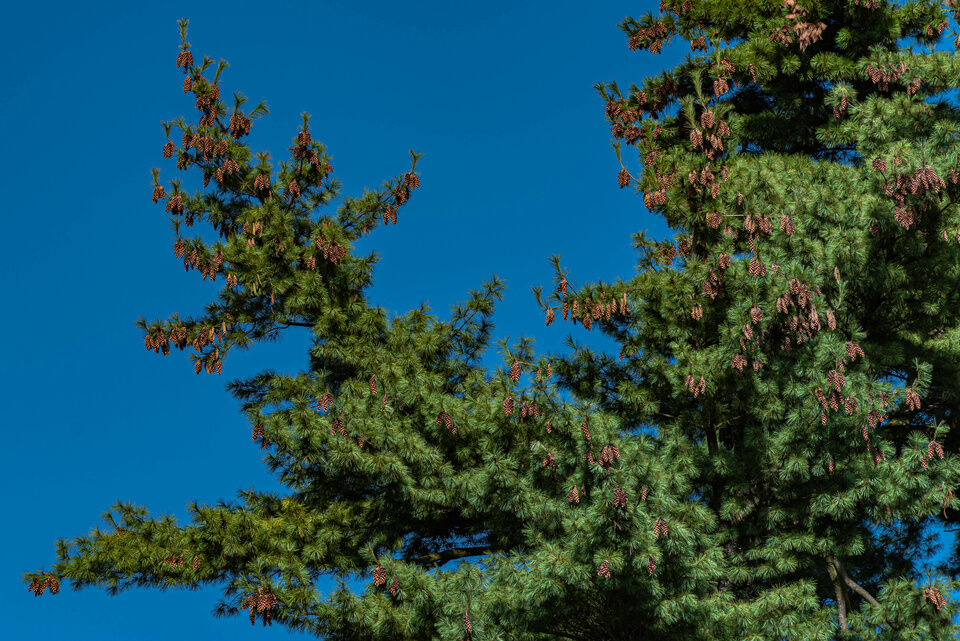 Jesiennie 1 - mystic