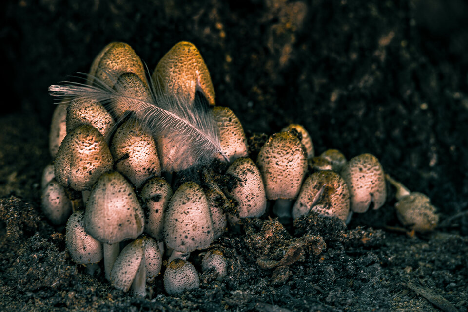 Jesiennie 7 - mystic