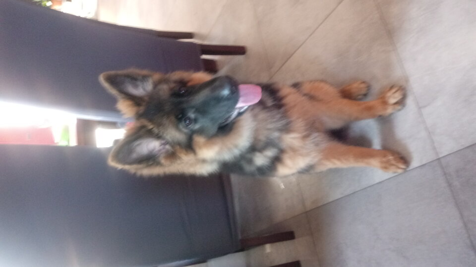 Moje dziecko - selenkakicia