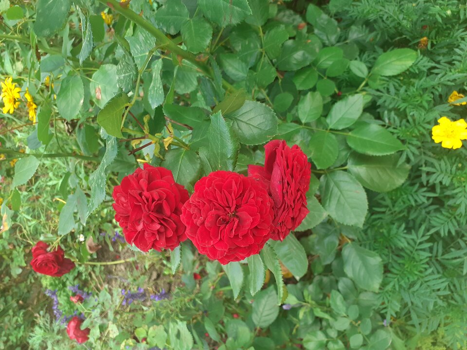 Dzień dobry 😘 - Przemodkl79