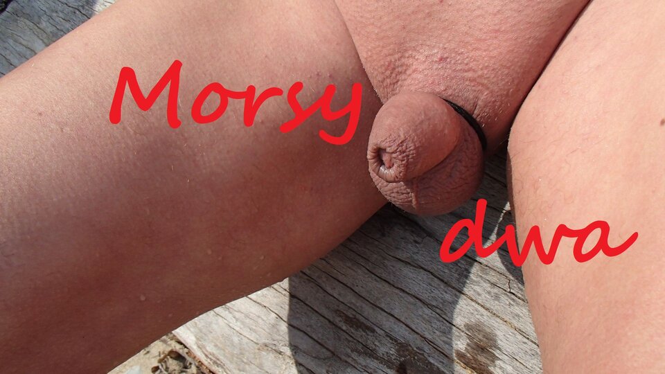 W słońcu, nad morzem. - Morsy_dwa