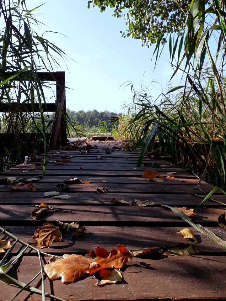 20201003_122607.jpg - Alien65