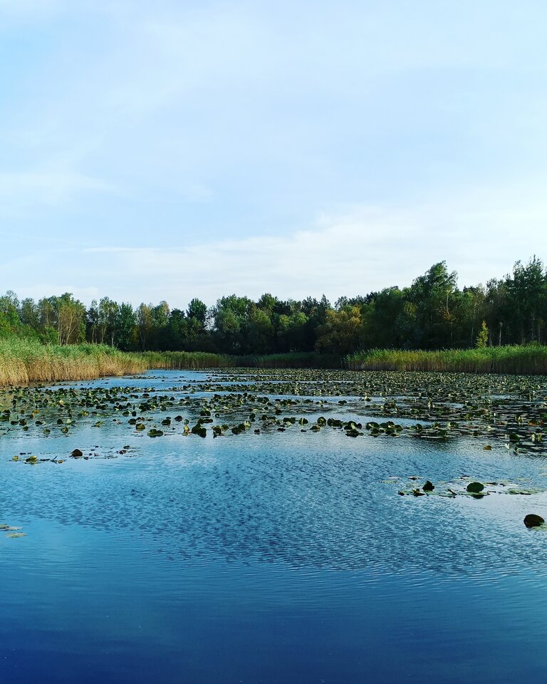 IMG_20201003_162113_759.jpg - kisior123