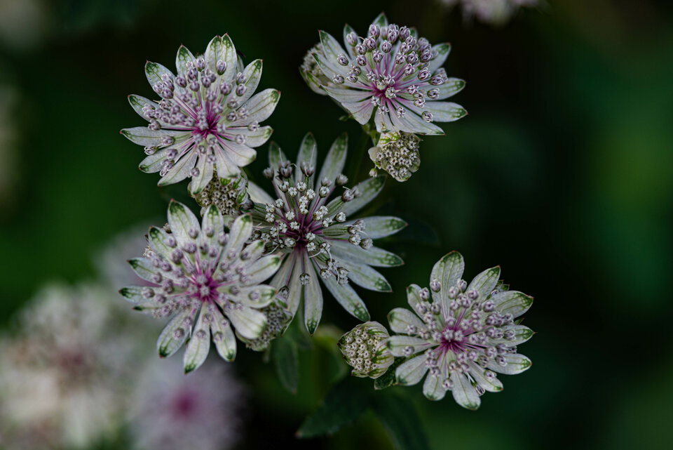 Jesienny kwiotek ;) - mystic