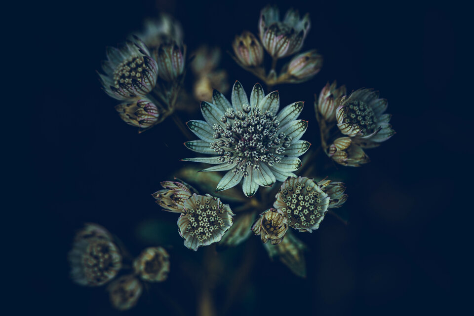 I jeszcze kwiotek :) - mystic