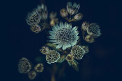 I jeszcze kwiotek :)