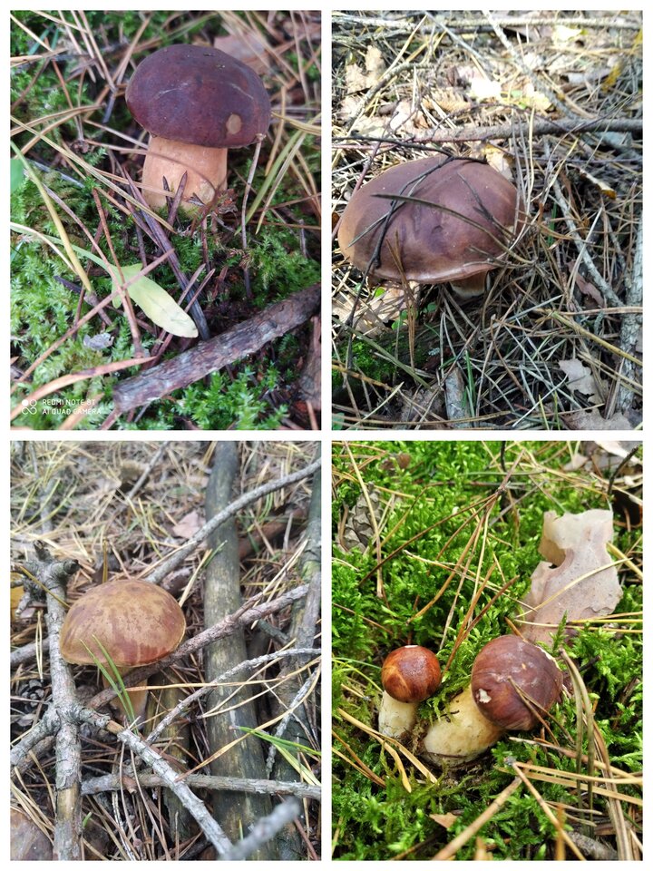 IMG_20201004_153648.jpg - greg375