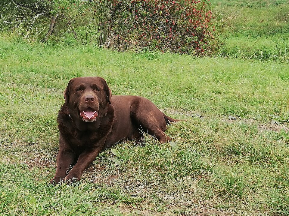 IMG_20200927_124450.jpg - bears64