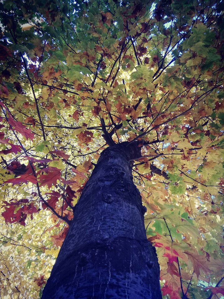 received_494827127780097.jpeg - Roderich30