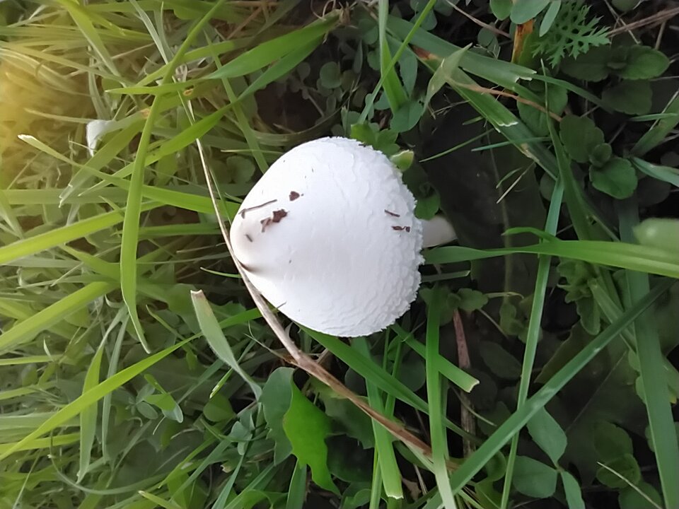 IMG_20200914_180515.jpg - retoiP