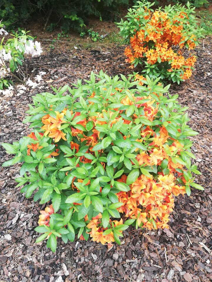 IMG_20200606_155738.jpg - koscianiak