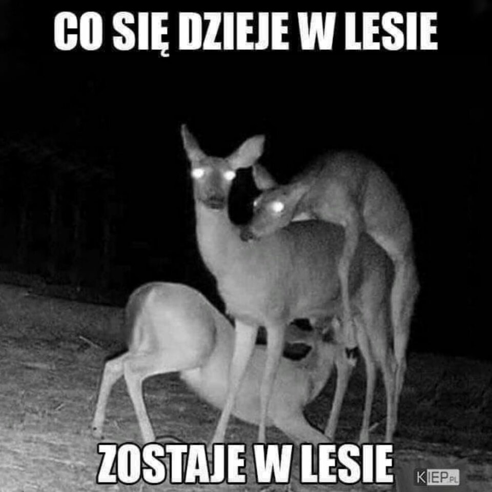 84129239_2847112108678998_7155035333220892672_o.jpg - londynpan