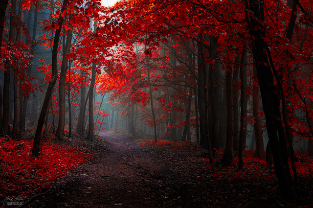 d7clwm7-192ba4e9-2cca-4897-95c1-b960cdb4dc5b.jpg - DiegoAlejandro