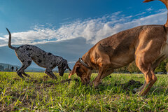 Za nosem w głąb ziemi...