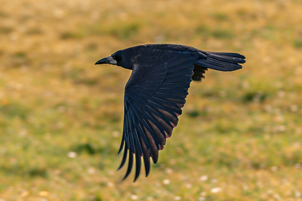 Lecę bo chcę... - mystic