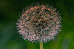 Dmuchawce, latawce ale wiatru brak