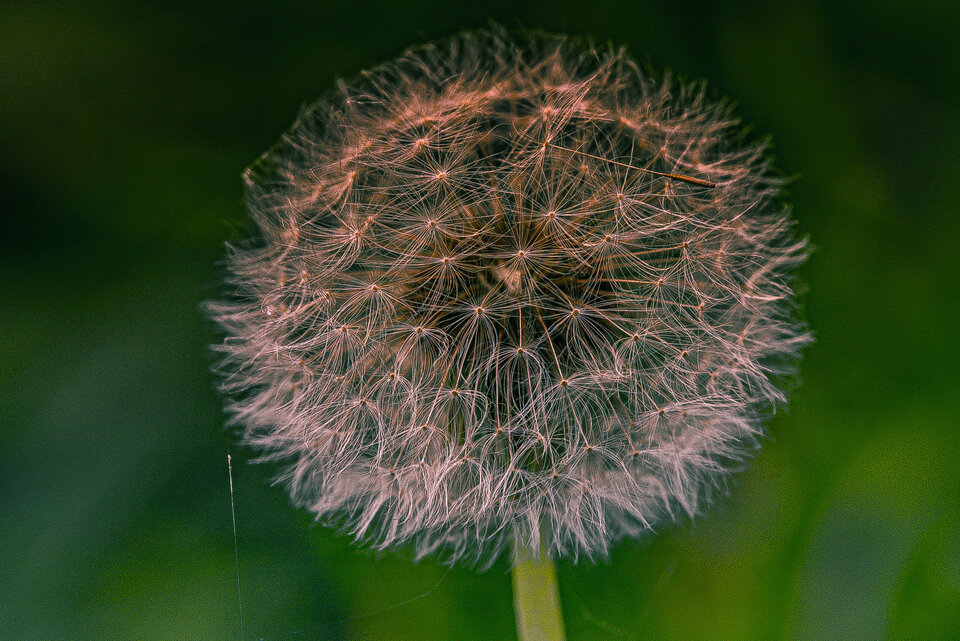 Dmuchawce, latawce ale wiatru brak - mystic