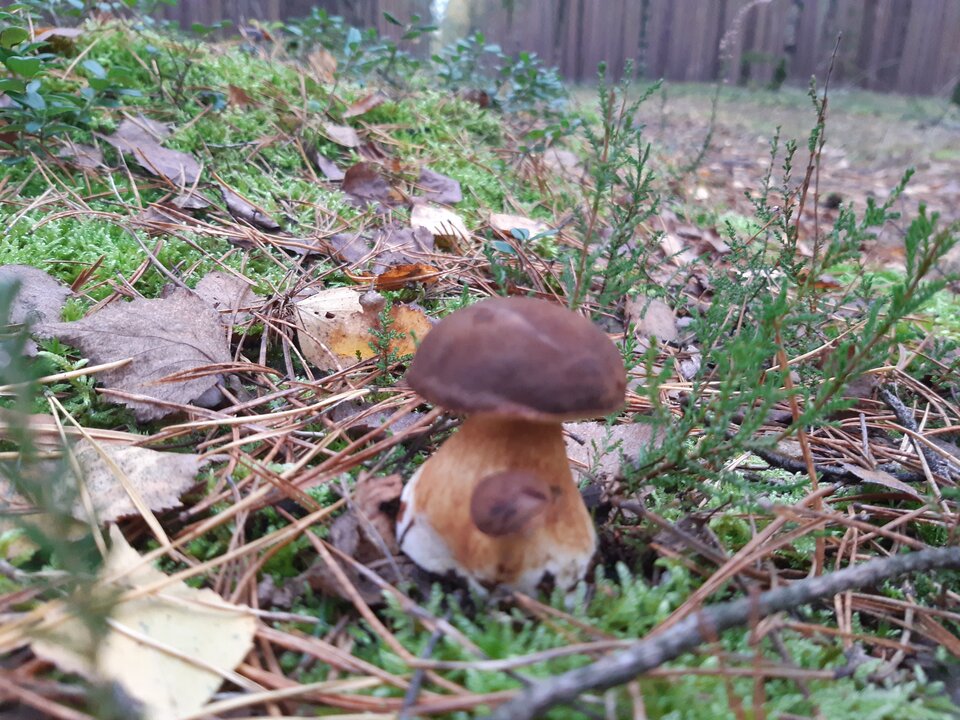 20201022_170253.jpg - torii99