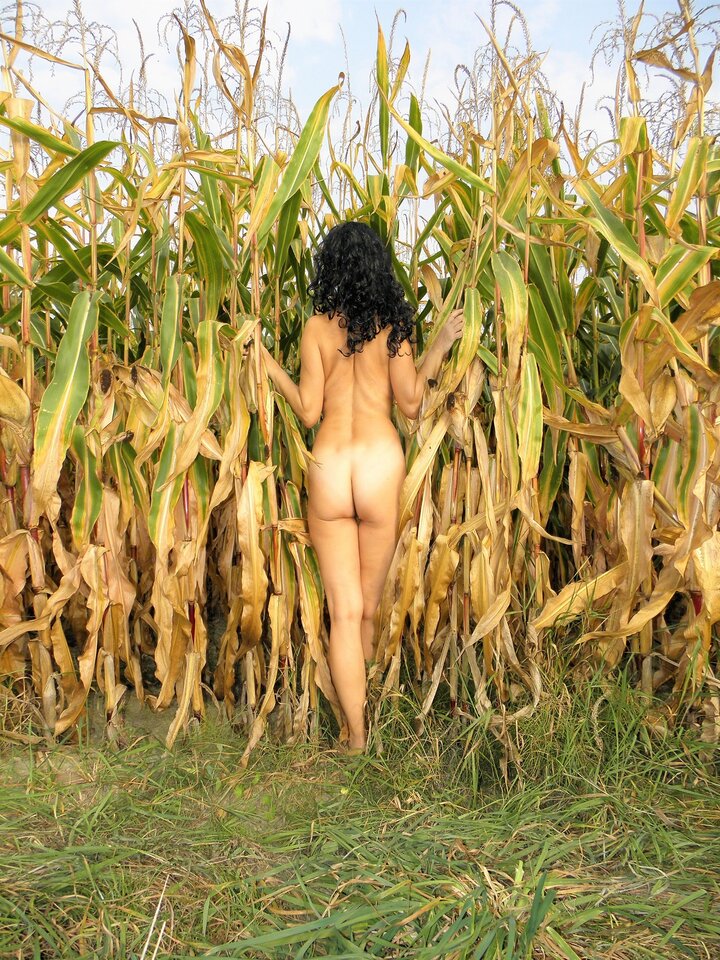 w kukurydzy  - aga124