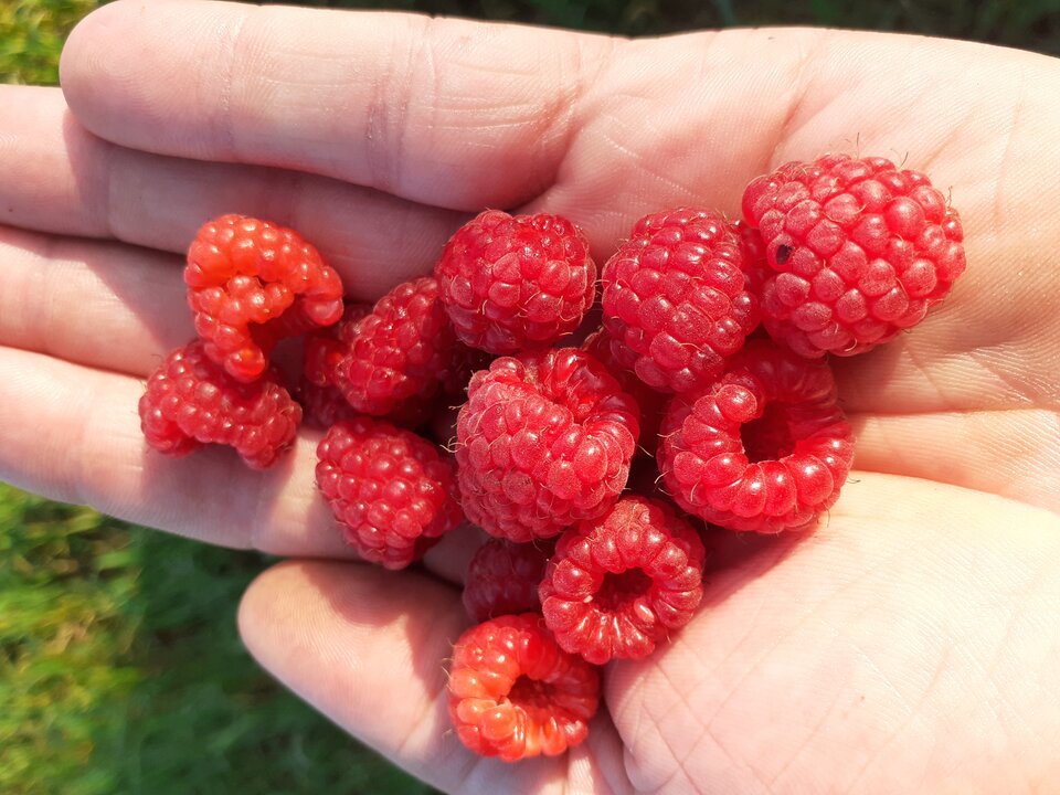 Słodkie malinki  - Przemodkl79