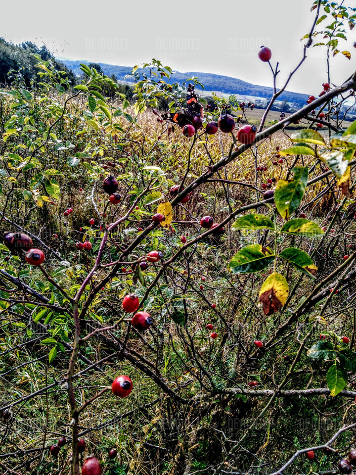 różA.jpg - demon13