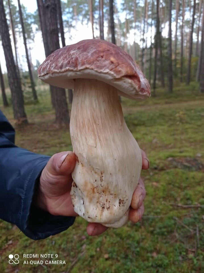 received_372644913884394.jpeg - zbynio01