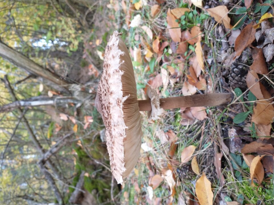 IMG_20201025_160341949.jpg - skrad_dleihs