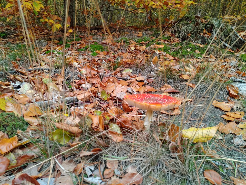 20201025_144219_HDR.jpg - bobb2