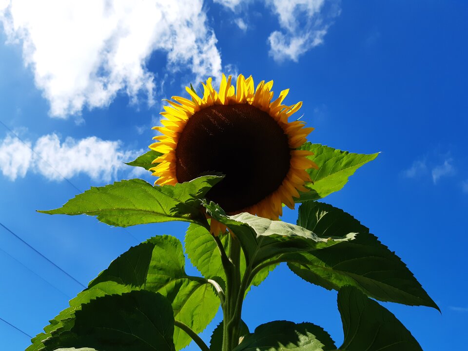 20200904_133401.jpg - torii99