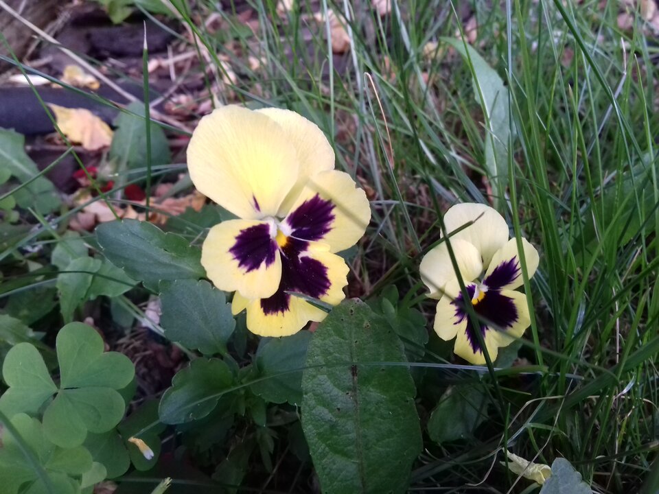 20200730_111004.jpg - torii99